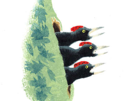 Black Woodpecker Chicks Pochoir Stencil 34 X 27 Cm F £375 Uf £320 From An Edition Of 2