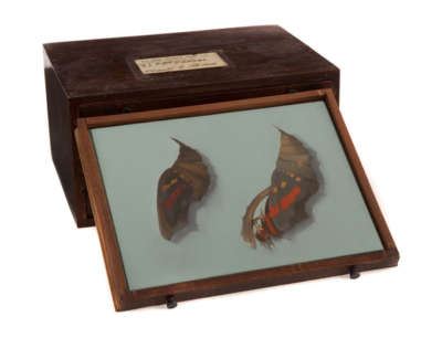 Chrysalis  Oil On Panel In Vintage Opticians Box 3 Of 6