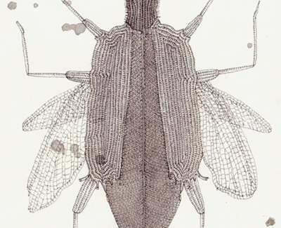 Clickbeetle Semaphore Ink Wash And Technical Pen On Paper 21 5 X 13Cm £195
