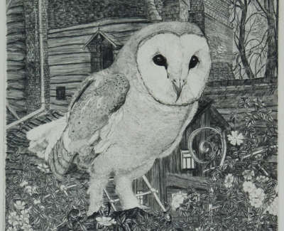 David Vaughan Wicks Barn Owl