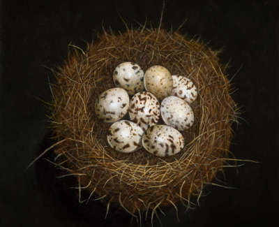 James Fairgrieve  Jimmys Eggs Quail Acrylic On Gesso On Board 30 5 X 30 5 Cm £1995 00