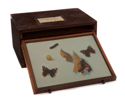Life Cycle Of Butterfly  Oil On Panel In Vintage Opticians Box 1 Of 6