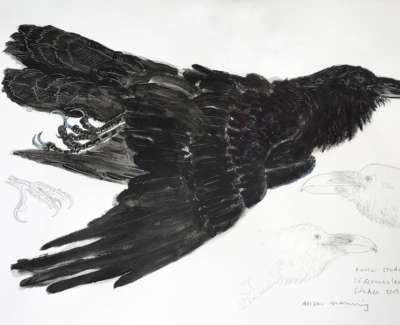 Raven Study An Older Bird 1
