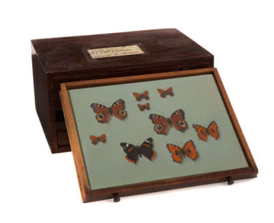 Red Admiral Peacock Tortoiseshell Small Copper  Oil On Panel In Vintage Opticians Box 4 Of 6