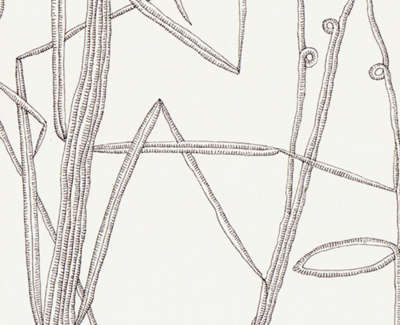 Stick Insect In A Tangle Technical Pen On Paper 21 5X 13Cm £195