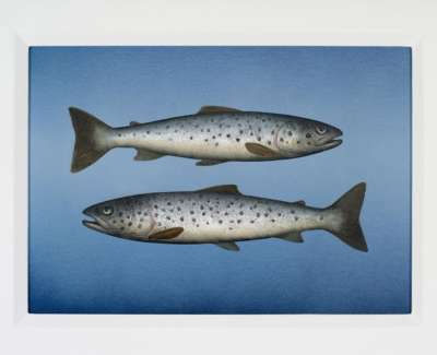 Two Small Seatrout Oil On Panel 22X31Cm £1500