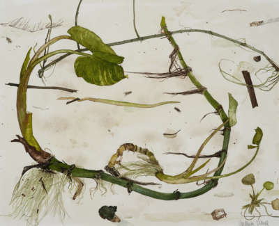 Victoria Crowe Study Of Aquatic Life Watercolour 35 X 45 Cm £3500 00