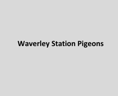 Waverley Station Pigeons Poem