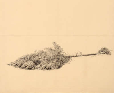 Fallen Tree Iv Ink On Japanese Paper 65 X 47 Cm £1500