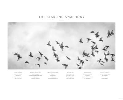 Starling Symphony Rgb